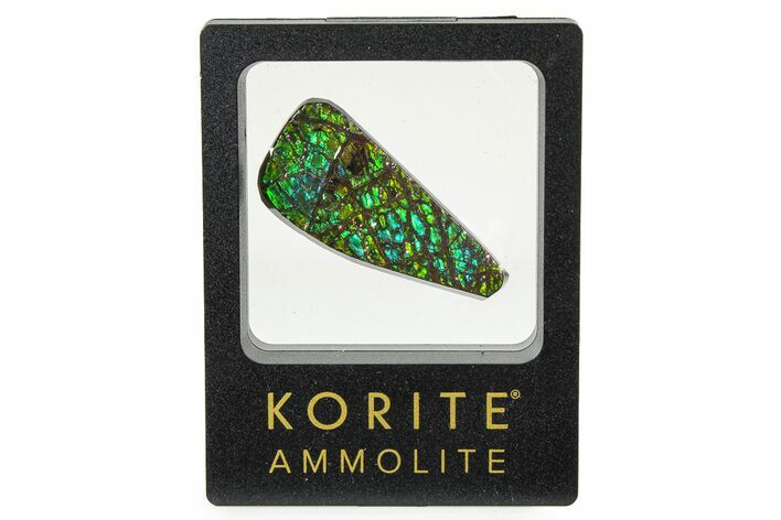 Iridescent Ammolite (Fossil Ammonite Shell) - Greens & Blues #336282